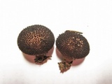 Lycoperdon nigrescens image