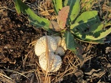 Lycoperdon curtisii image