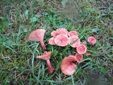 Lactarius rufus image
