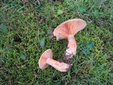 Lactarius deterrimus image