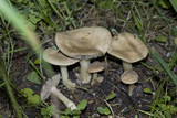 Lyophyllum paelochroum image