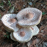 Leucoagaricus americanus image