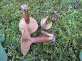 Lactarius camphoratus image