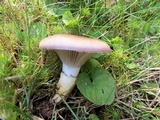 Gomphidius glutinosus image