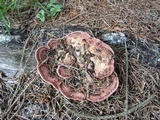 Rhodofomes cajanderi image