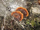 Gloeophyllum sepiarium image