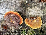 Gloeophyllum sepiarium image