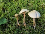 Cystoderma amianthinum image