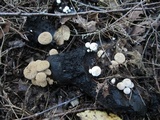 Asterophora lycoperdoides image