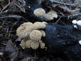 Asterophora lycoperdoides image