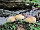 Cystoderma granosum image