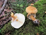 Cystoderma granosum image