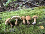 Cystoderma granosum image