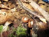Humaria hemisphaerica image