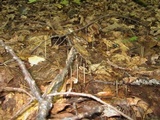Macrotyphula juncea image