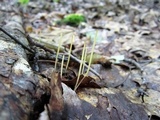 Macrotyphula juncea image