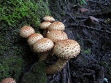 Pholiota squarrosa image