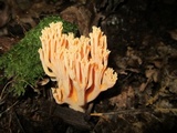 Ramaria formosa image