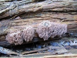Ramaria stricta image