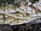 Trametes pubescens image