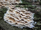 Trametes pubescens image