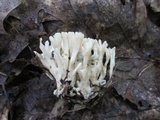 Tremellodendron schweinitzii image