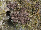 Sticta carolinensis image