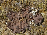 Sticta carolinensis image