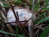 Lactarius paradoxus image