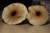 Lepiota cristata image