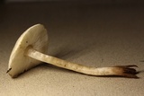 Lepiota cristata image