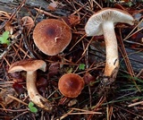 Tricholoma vaccinum image