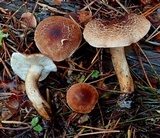 Tricholoma vaccinum image