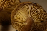 Armillaria nabsnona image