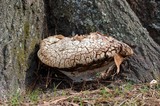 Inonotus dryadeus image