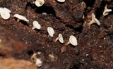 Lachnum lachnoderma image