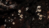 Lachnum lachnoderma image