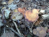 Ganoderma curtisii image