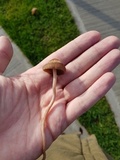 Panaeolus cinctulus image