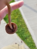 Panaeolus cinctulus image