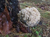 Sparassis crispa image
