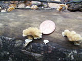 Plicaturopsis crispa image