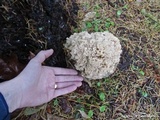 Sparassis crispa image
