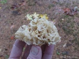 Sparassis crispa image