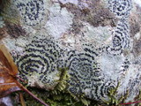 Image of Rhizocarpon concentricum