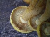 Gymnopilus luteus image