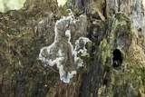 Kretzschmaria deusta image