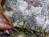 Rhizocarpon concentricum image
