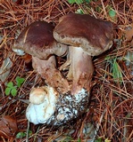 Tricholoma imbricatum image