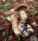 Tricholoma imbricatum image